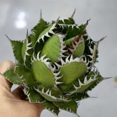 2026年最新】ホリダ 陽炎の人気アイテム - メルカリ