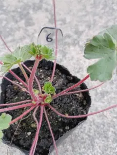 tempin0604様 リクエスト 3点 まとめ商品