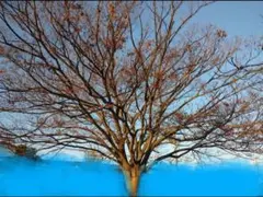 欅の種 【50粒】 紅葉系 ケヤキ けやき 欅 種 植物 盆栽