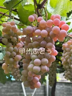 葡萄 ピオーネ 苗木 木質化しつつある苗 種無しとバイオレットキングの