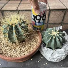 2025年最新】金冠竜の人気アイテム - メルカリ