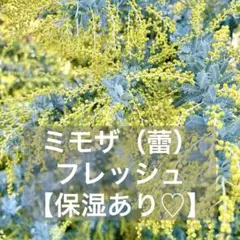 【保湿あり】◆フレッシュ◆ つぼみミモザ　切花　花材詰め合わせ　ドライフラワー