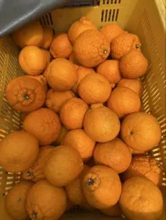 熊本県産不知火20キロ 不知火 JAくまもと 約5kg 12〜20玉 熊本県産 大玉 贈答規格 しらぬい