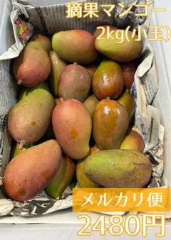 【TIME SALE】沖縄産　摘果マンゴー　10kg 硬いマンゴー 大容量セール 楽天市場】マンゴー 沖縄 秀品 ギフト JAおきなわ 800g （1箱1玉