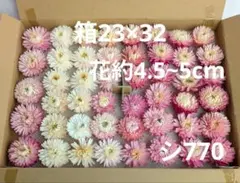 シ770 ヘリクリサム貝細工ドライフラワーのサムネイル