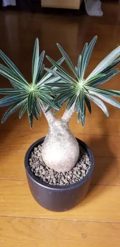 グラキリス ベアルート 現地球 ファイナルラストサマーセール品_17 2025年最新】現地球 グラキリスの人気アイテム - メルカリ グラキリス