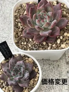 2025年最新】中里リンゼアナの人気アイテム - メルカリ