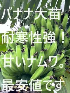 2025年最新】ドワーフナムワの人気アイテム - メルカリ