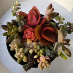 多肉植物カット苗 ちまちまセット 只今ローゼルの花の種をプレゼント
