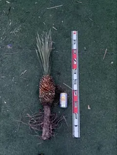 大特価奉仕品‼️Yucca Elata 地植え株 強 耐熱 耐寒 プロフ必読！⑭