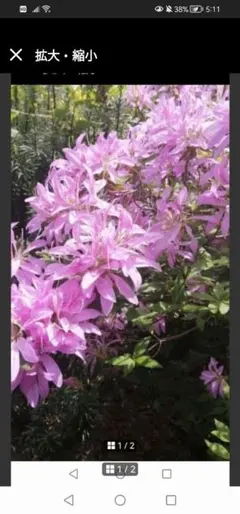 農薬不使用ツツジ挿し穂　3本‼️ピンクのツツジの花　モチツツジ　花車のサムネイル