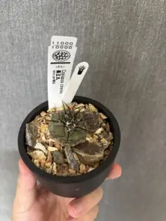 2025年最新】黒王丸 コピアポアシネレアの人気アイテム - メルカリ