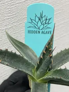 2026年最新】アガベ モンタナの人気アイテム - メルカリ