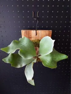 P.veitchii High Finger Wide Leave ILF OC - メルカリ