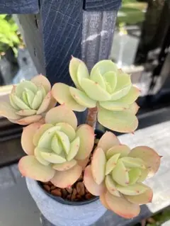 ピーチプリデ抜き苗 2026年最新】ピーチプリデの人気アイテム - メルカリ