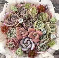 速達発送 多肉植物 カット苗 詰め合わせ エケベリア