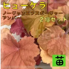 2026年最新】ヒューケラ苗の人気アイテム - メルカリ