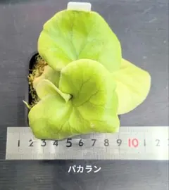 ビカクシダ リドレイ 胞子培養3株 すぐに板付できる順化済みセット