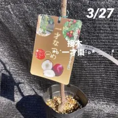 ①*:ஐ若木のうちからたくさん収穫できる*:ஐ接木・棗・苗木【一才棗】4号のサムネイル