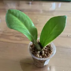 2026年最新】ザミオクルカスの人気アイテム - メルカリ