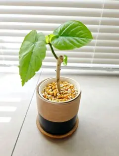 hideo様 リクエスト 2点 まとめ商品