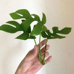 発根済み♡ モンステラ 葉3枚 白根あり 約30cm 大きめ インテリアグリーンのサムネイル
