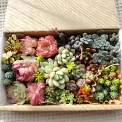 ぴくるす様 リクエスト 2点 まとめ商品