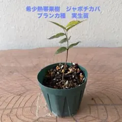 2026年最新】ジャボチカバ ブランカの人気アイテム - メルカリ