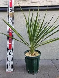 2026年最新】ユッカの人気アイテム - メルカリ