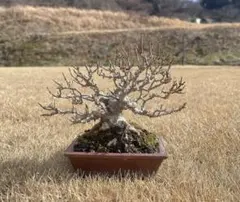 2026年最新】盆栽 楓 カエデの人気アイテム - メルカリ