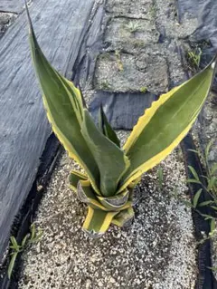 ☆*☆様 【希少/300円スタート】リップルエフェクト　子株　サルミアナ　フェロ Yahoo!オークション -「フェロックス」(アガベ) (観葉植物)の