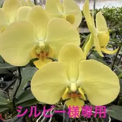 シルビー様 リクエスト 2点 まとめ商品