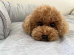 トイプードル編みぐるみ（植毛）犬 【伏せポーズ】レッドのサムネイル