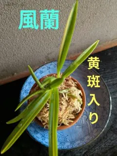 なえはれ様 リクエスト 2点 まとめ商品