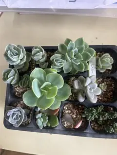 小型多肉植物 六角形鉢 - メルカリ