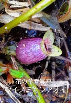 山野草 細辛 寒葵(静岡県産 ・シイノミカンアオイ)のサムネイル