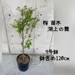 三角葉アカシア 大型 200cm❗花付き❗ 綺麗な樹形 シルバーリーフ 10号