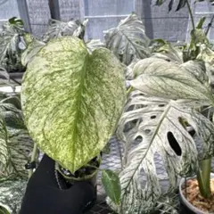 B*S様 モンステラ デリシオーサ デビルモンスター トップカット茎 新芽