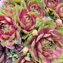 Red bell レッドベル 3苗 多肉植物 センペルビウム 花 種 苗 植物