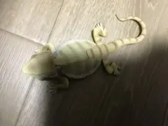 フトアゴヒゲトカゲ