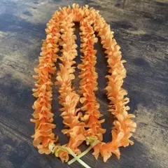 フラ　プラケニケニレイロング　1本