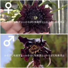 クリスマスローズ種 広瀬園芸 クレオパトラ 4粒 - メルカリ