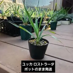 訳あり・希少・写真現物】 ホシクサ・クチホワイト - メルカリ