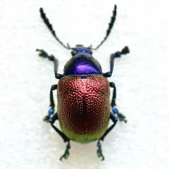 最終値下げ　特大　モモブトハムシ　標本 Yahoo!オークション -「モモブトハムシ」(虫類) の落札相場