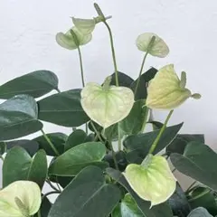 希少品種 アンスリウム クリーム色 苗 観葉植物 ① - メルカリ