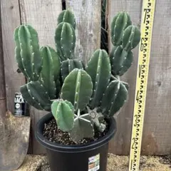 大型 テラコッタ 植木鉢 素焼き 鉢 solso オリーブ オーガスタ 観葉