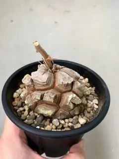 亀甲竜 株幅約9cm - メルカリ