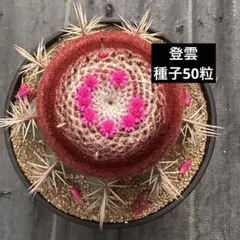 サボテン、金鯱の種子80粒!種蒔きの説明書付き！採れたて!エキノ