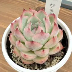 pico様 リクエスト 2点 まとめ商品