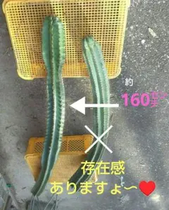 2026年最新】柱サボテン 鬼面角の人気アイテム - メルカリ
